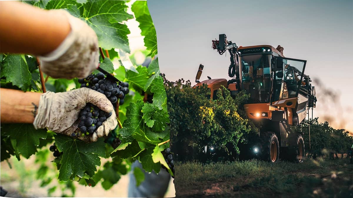 El vino argentino frente al mundo: Una oportunidad de reinvención