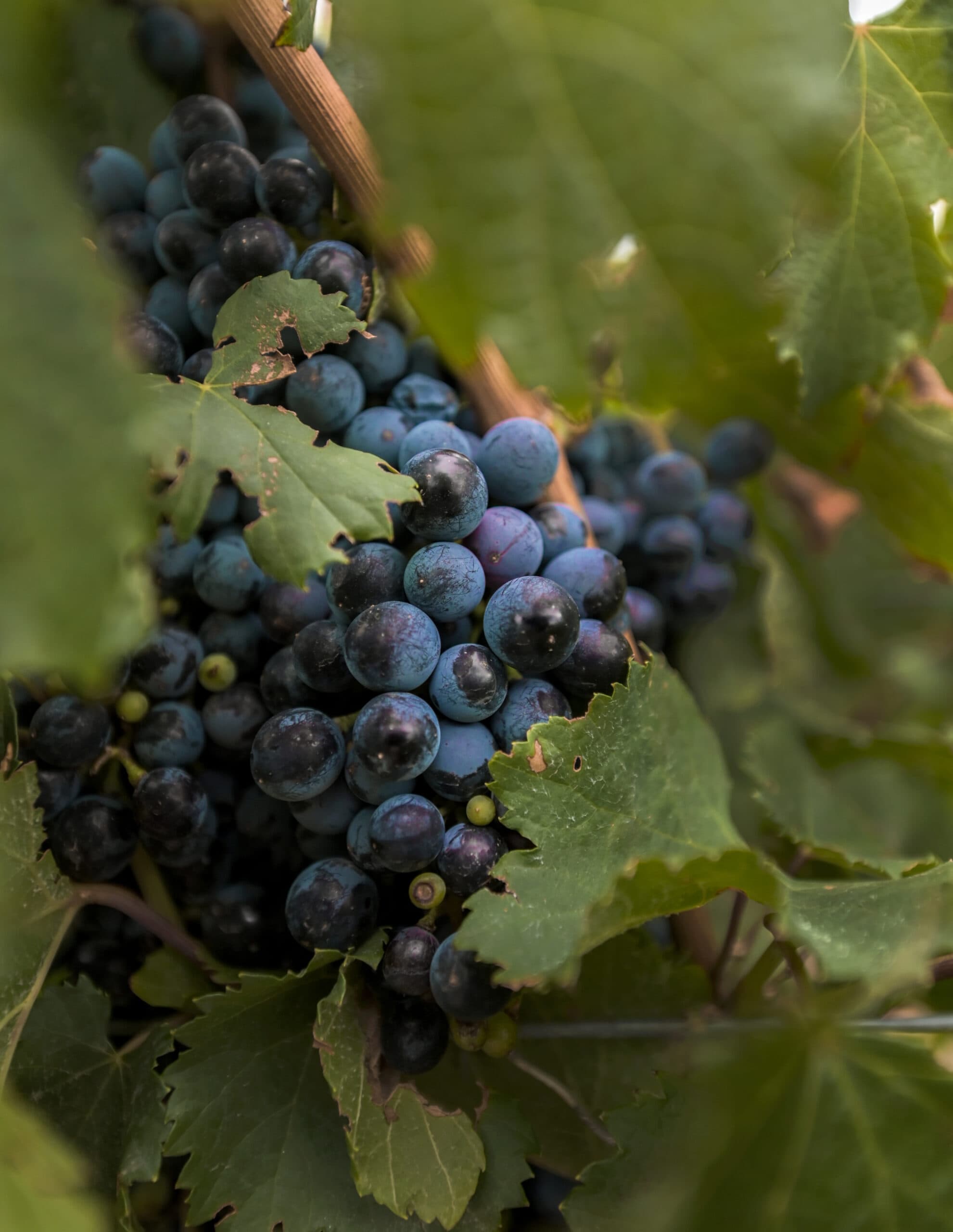 La Rioja y el Petit Verdot: El despertar de un pura sangre
